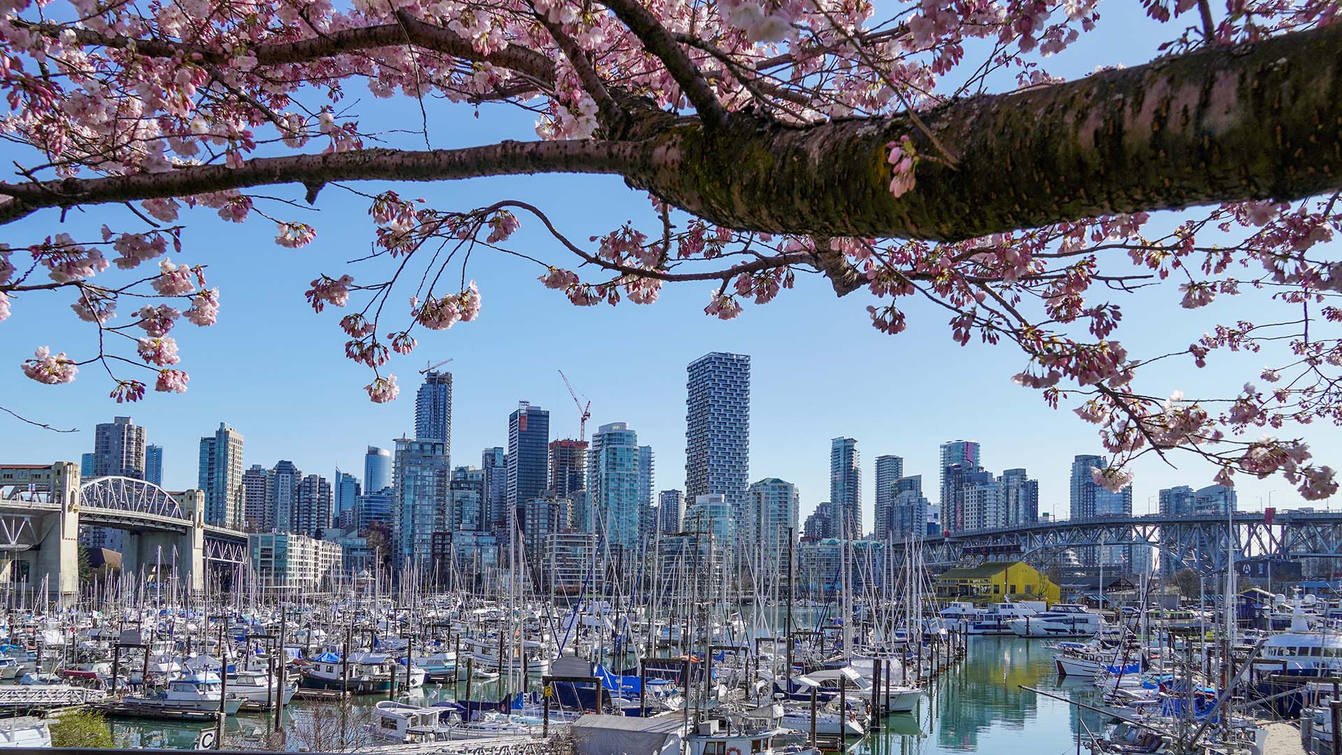 View of a coastal city skyline with a large overhanging tree branch