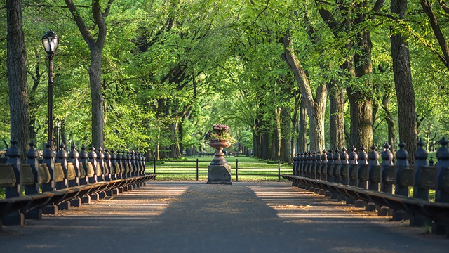 Lush greenery behind a park bridge